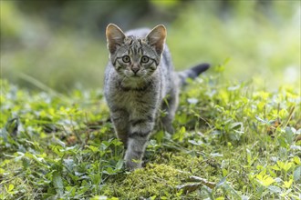 A kitten runs through green grass in a natural environment, it is alert and curious, wildcat (Felis