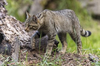 A wildcat examining the ground next to a tree trunk, wildcat (Felis silvestris), Germany, Europe