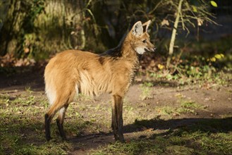 Maned wolf (Chrysocyon brachyurus) standing on the ground, Bavaria, Germany, Europe