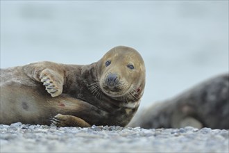 Grey seal (Halichoerus grypus), adult male animal, bull, lying on the beach, Heligoland, dune,