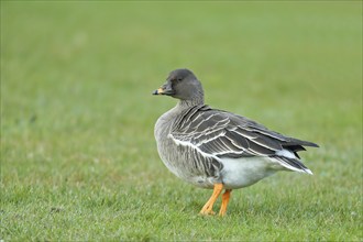 Bean goose (Anser fabalis) in a meadow, Heligoland, North Sea, Germany, Europe