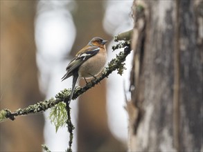 Common Chaffinch (Fringilla coelebs), perched on a lichen covered branch, May, North Sweden