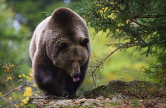 Brown bear (Ursus arctos) running over a rock, captive, Neuschönau enclosure, Bavarian Forest