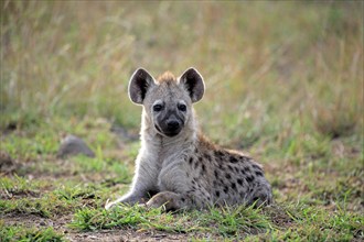 Spotted hyena (Crocuta crocuta), half-grown juvenile, resting, Kruger National Park, Kruger