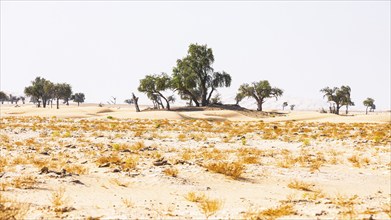 Trees in front of curving sand dunes, green vegetation in front, Rub al Khali desert, Dhofar