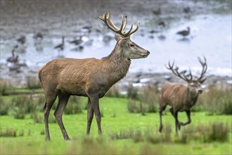 Red deer (Cervus elaphus) with big antlers running past young stag on lake shore in autumn, fall