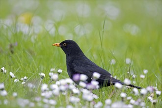 Common blackbird, Eurasian blackbird (Turdus merula) male foraging in grassland, meadow