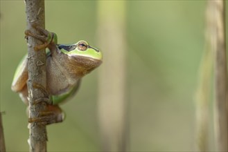 Common Tree Frog (Hyla arborea) sitting in the vegetation at the edge of the forest.Bas rhin,