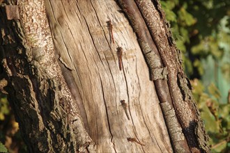 Vagrant darter (Sympetrum vulgatum), tree trunk, four, sunlight, Three male and one female