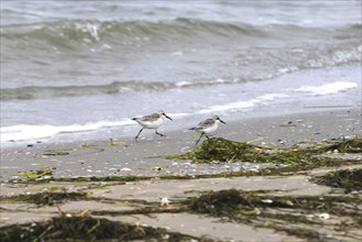 Sanderling Limikole, Usedom, September, Mecklenburg-Western Pomerania, Germany, Europe