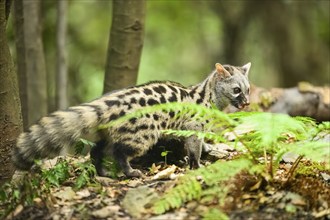 Common genet (Genetta genetta), wildlife in a forest, Montseny National Park, Catalonia, Spain,