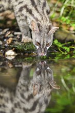 Common genet (Genetta genetta), drinking water wildlife in a forest, Montseny National Park,