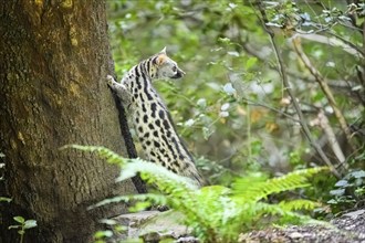 Common genet (Genetta genetta), climbing on a tree wildlife in a forest, Montseny National Park,