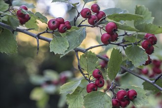 Hawthorn (Crataegus monogyna), fruits, Speyer, Rhineland-Palatinate, Germany, Europe