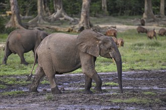 Forest elephant (Loxodonta cyclotis) and bongo antelope (Tragelaphus eurycerus) in the Dzanga Bai