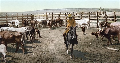 Round up in the corral, Colorado, United States of America, USA, digitally restored reproduction