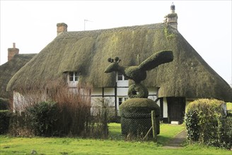 Topiary hedging thatched country cottage, Cadley, near Marlborough, Wiltshire, England, UK