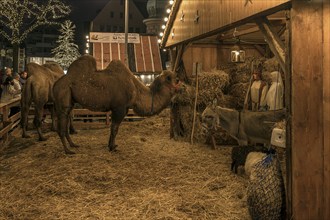 Bethlehem stable with real camels and donkeys and figures at the Christmas market for children,