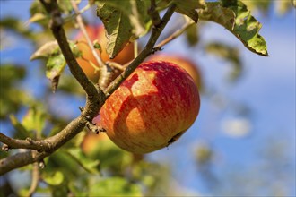 Ripe apple on the tree