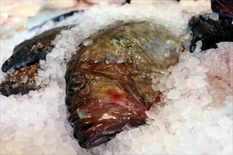 Close-up of a fish counter with fish and seafood