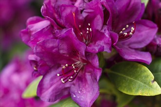 Rhododendron (azalea) flowers of various colors in the spring garden. Closeup. Blurred background