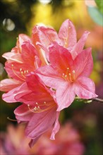 Rhododendron (azalea) flowers of various colors in the spring garden. Closeup. Blurred background