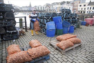 Unloading a catch of shellfish from a small fishing boat in the harbour, Ilfracombe, north Devon,