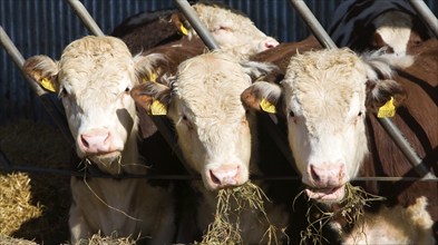 Pedigree Hereford cattle eating hay, Boyton, Suffolk, England, United Kingdom, Europe