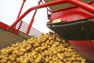 Agriculture harvesting of table potatoes in Mutterstadt, Palatinate