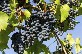 Ripe Dornfelder grapes in the Palatinate. The 2023 vintage is exceptionally good
