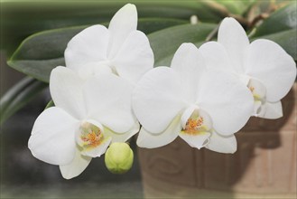 White orchid (Phalaenopsis), flowers in a flower pot, North Rhine-Westphalia, Germany, Europe