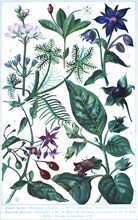 Botany, Supfprimal (Hottónia palustris), chickweed wintergreen (Trientális europaea), borage