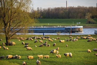 Rhine dyke near Duisburg-Beeckerwerth, flock of sheep, cargo ship on the Rhine, Duisburg, North