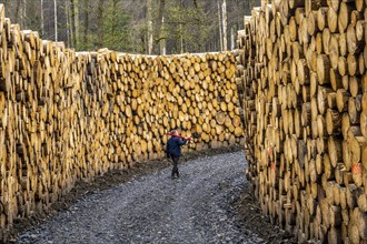 Felled, stacked spruce trunks, forest dieback in the Arnsberg Forest nature park Park, over 70 per