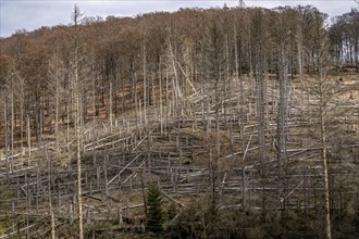 Dead spruce trees, broken by wind, lying in disarray, forest dieback in the Arnsberg Forest nature