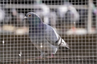 Carrier pigeons, in a pigeon loft, pigeon fancier, Mülheim, North Rhine-Westphalia, Germany, Europe