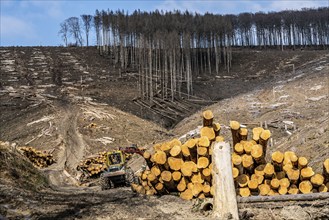 Cleared forest area north of the village of Öventrop, district of Arnsberg, dead spruce stands were