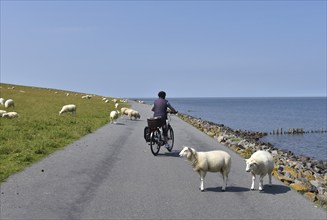 Cycling between sheep on the North Sea dyke, Schleswig-Holstein, Germany, Europe