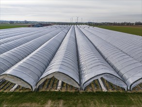 Open field strawberry cultivation in a foil greenhouse, young strawberry plants growing, near