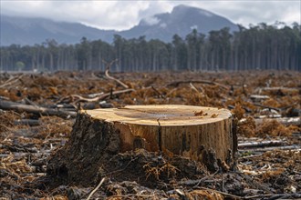 Tree stump empty landscape and forest in background. Deforestation concept. KI generiert,