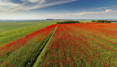 Agriculture, red flowering poppy field, in full bloom, aerial view, from above, AI generated, AI