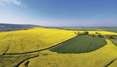 Agriculture, rape field, in full bloom, yellow, aerial view, AI generated, AI generated