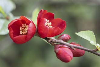 Chaenomeles japonica (Chaenomeles Japonica), Emsland, Lower Saxony, Germany, Europe