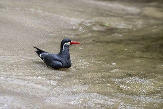 Inca Tern (Larosterna inca), Walsrode Bird Park, Lower Saxony, Germany, Europe