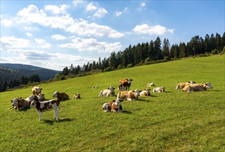 Dairy cows on a pasture, landscape in the Sauerland, Rothaargebirge, north-west, above the town of