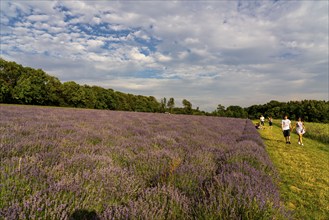 Lavender fields in East Westphalia Lippe, OWL, near the village of Fromhausen, near Detmold, the