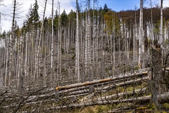 Dead spruce trees, broken by wind, lying in disarray, forest dieback in the Arnsberg Forest nature