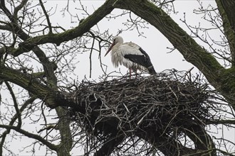 White stork (Ciconia ciconia), nesting in a tree, Nordhorn Zoo, Lower Saxony, Germany, Europe