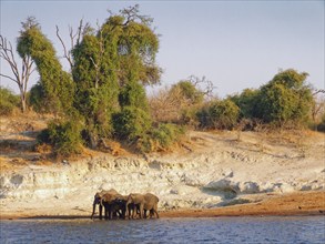 Elephants on the banks of the Chobe, the lower reaches of the Cuando River, in Botswana. Chobe