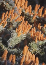 Cedar (Cedrus), North Rhine-Westphalia, Germany, Europe